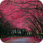 Sakura Live Wallpaper APK