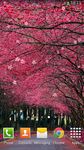 Sakura Live Wallpaper imgesi 9