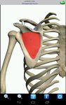 Screenshot 9 di Visual Anatomy apk