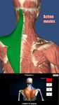 Картинка 18 Visual Muscles 3D