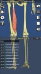Картинка  Visual Muscles 3D
