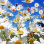 Çiçekler Ücretsiz Wallpaper APK Simgesi