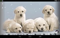 Imagem 1 do Q Dog Live Wallpaper