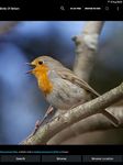 Birds Of Britain screenshot apk 3