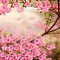 Wiosenne kwiaty  Tapeta