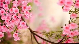 Hoa mùa xuân Hình Nền Động ảnh màn hình apk 7