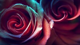 Rose Live Wallpaper screenshot apk 1