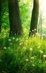 Forest Live Wallpaper screenshot apk 7