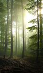 Captură de ecran Pădure Imagini de Fundal apk 1