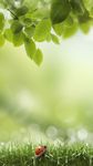 Zielone Wiosny Tapeta zrzut z ekranu apk 5