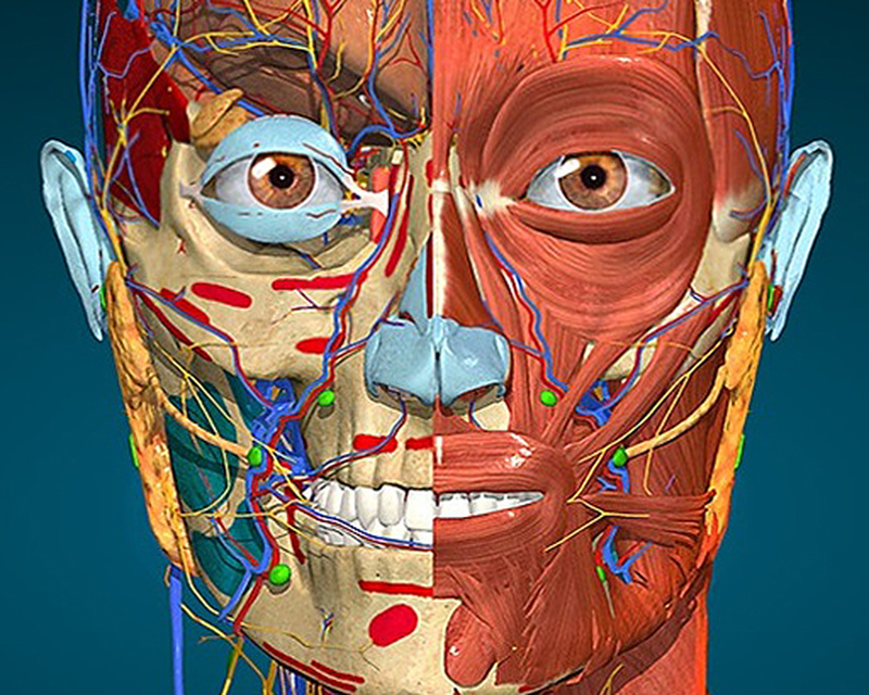 3d4medical complete anatomy free download