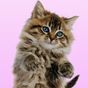 Dans hırıltı kedi APK Simgesi