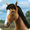 imagen my horse 0mini comments