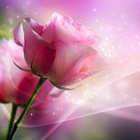 Ícone do Rosas de pink