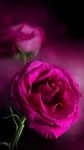 Rosas rosadas Fondo Animado captura de pantalla apk 2