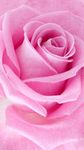 Ροζ τριαντάφυλλα Φοντο Κινητου στιγμιότυπο apk 4
