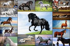 Tangkapan layar apk Horse games - Jigsaw Puzzles 2