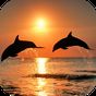 Amazing Dolphins HD Simgesi