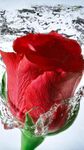 Red Rose Live Wallpaper image 6