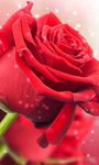 Red Rose Live Wallpaper image 3