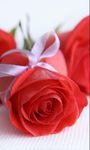 รูปภาพที่ 4 ของ ดอกกุหลาบสีแดงสดวอลล์เปเปอร์