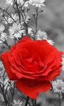 รูปภาพที่ 1 ของ ดอกกุหลาบสีแดงสดวอลล์เปเปอร์