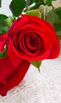 Red Rose Live Wallpaper image 2