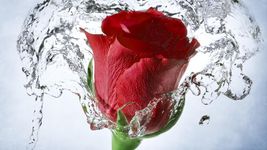 Картинка  Красная роза Живые Обои