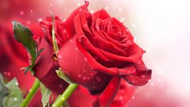 รูปภาพที่ 5 ของ ดอกกุหลาบสีแดงสดวอลล์เปเปอร์