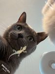 Tangkapan layar apk CAT ALONE - Cat toy 4