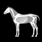 Icono de 3D Horse Anatomy Software