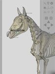 3D Horse Anatomy Software ekran görüntüsü APK 14