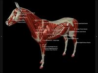 3D Horse Anatomy Software captura de pantalla apk 8