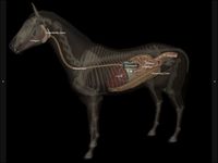 Скриншот 9 APK-версии 3D Horse Anatomy Software