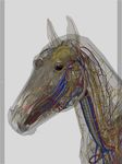 3D Horse Anatomy Software captura de pantalla apk 