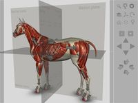 Скриншот 5 APK-версии 3D Horse Anatomy Software