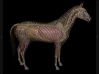 3D Horse Anatomy Software ekran görüntüsü APK 3