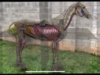Скриншот 2 APK-версии 3D Horse Anatomy Software