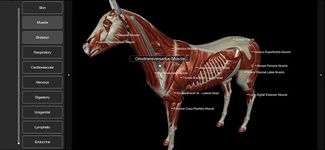 Скриншот 21 APK-версии 3D Horse Anatomy Software