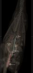3D Horse Anatomy Software captura de pantalla apk 19