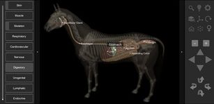 3D Horse Anatomy Software ekran görüntüsü APK 16