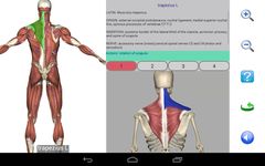 Screenshot 13 di Visual Anatomy Free apk