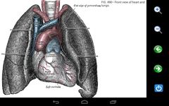 Screenshot 2 di Visual Anatomy Free apk