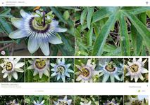 PlantNet Plant Identification zrzut z ekranu apk 4