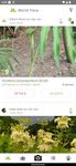 Tangkap skrin apk PlantNet Pengenalan tumbuhan 9