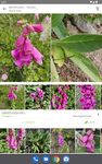 Tangkap skrin apk PlantNet Pengenalan tumbuhan 7