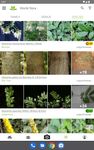 Tangkap skrin apk PlantNet Pengenalan tumbuhan 6