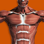 Мышечная система 3D (анатомия)