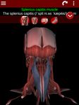 Captură de ecran Muscular Sistemul 3D anatomie apk 7