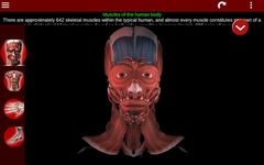 Muscular System 3D (anatomy) zrzut z ekranu apk 6